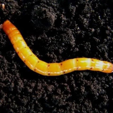 thumbnail for publication: Abundance of Soil Insect Pests in Florida Sugarcane